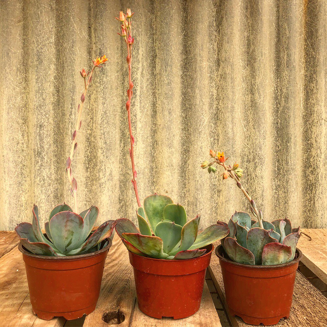 cactus_mart's tweet photo. Our plants give us our very own fireworks show! 

We have a 4th of July Special happening now through Friday: https://t.co/Oyou4ztw1N (Our store is open until 4 today, and our online shop is always open!)
#Happy4thofJuly #HappyFourth https://t.co/h2gCOD4bD7