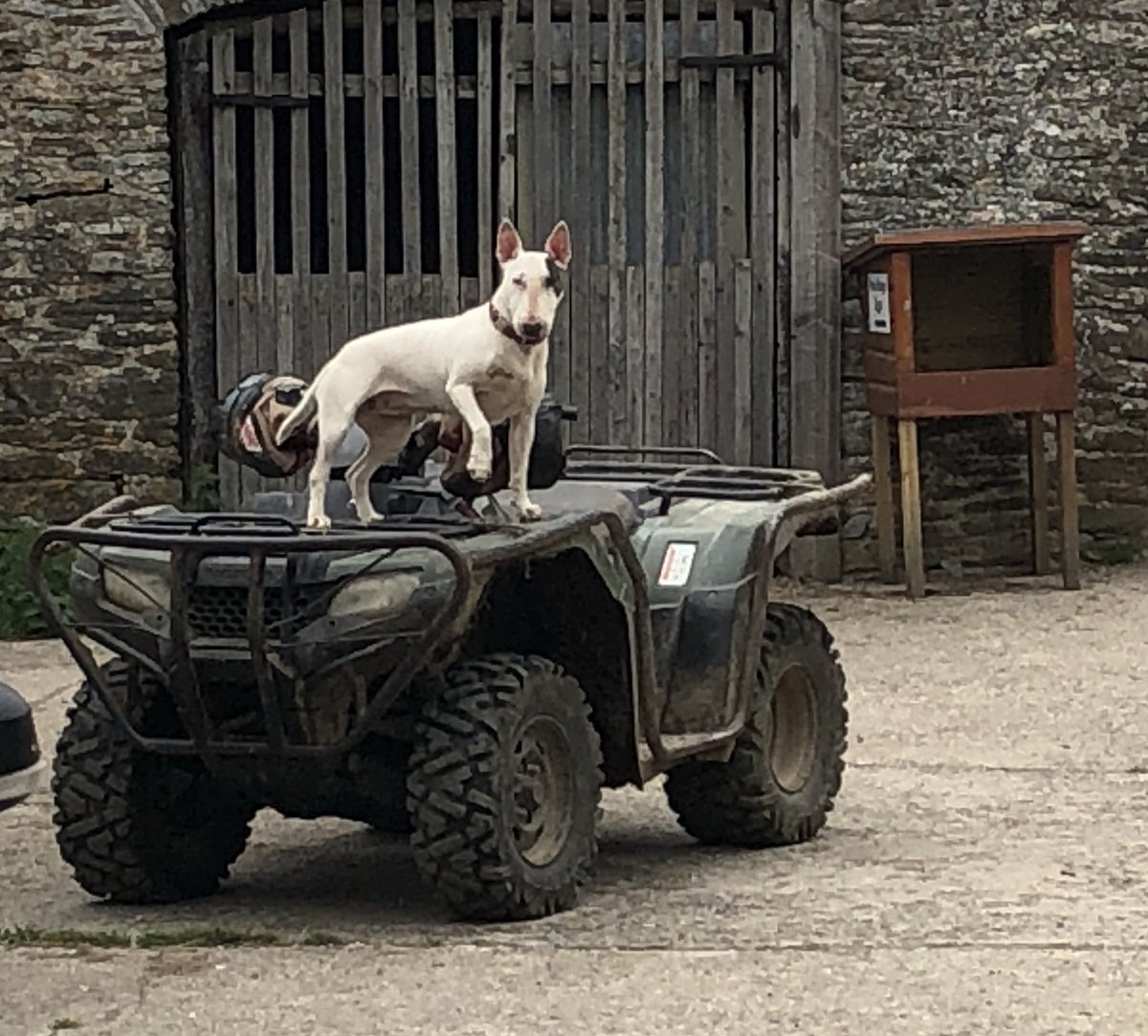 newlandfarm's tweet photo. She’d be a Crap Getaway Driver  #EBT #ViewOfTheQuad #CoDrivers https://t.co/LHUmNitjTr