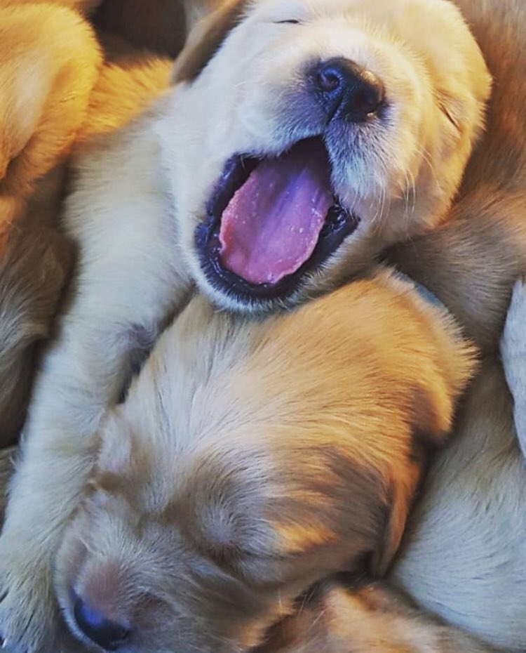 Some mid week motivation for you #puppies #CutenessOverload