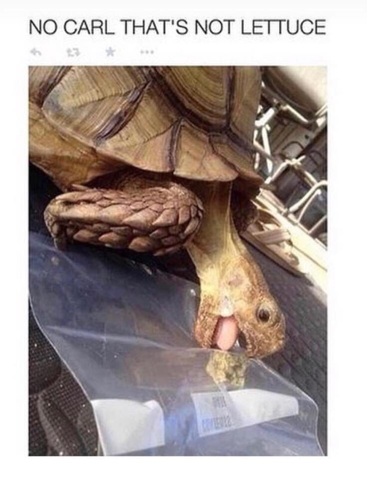 Have2take's tweet image. 😂😍😂 Turtle LOVES IT #cannabisculture