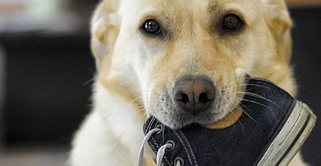 New post (Dog Training: Using The Right Words) has been published on Cheaply Pet Supplies - is.gd/0lcIUR