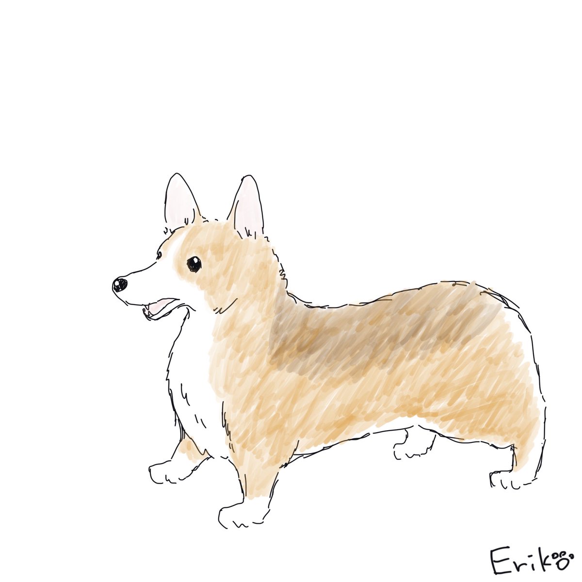Twitter पर Dog Cat Sketch ウェルシュコーギー コーギー いぬ 犬 イラスト 犬イラスト Welshcorgi Corgi Dog Applepencil Procreate Illustration