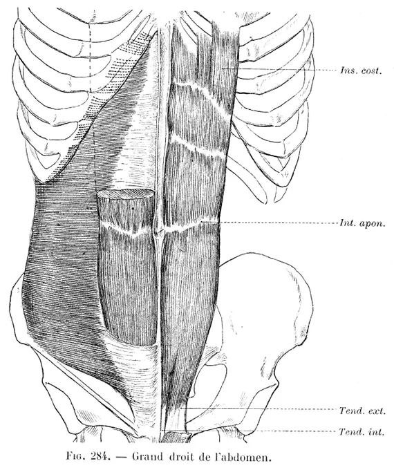 筋は、僧帽筋などよほどの表在筋でない限り、付着部が隣接する筋腹の下に潜り込んでいるか、その上を別の筋腹が覆っている。 
