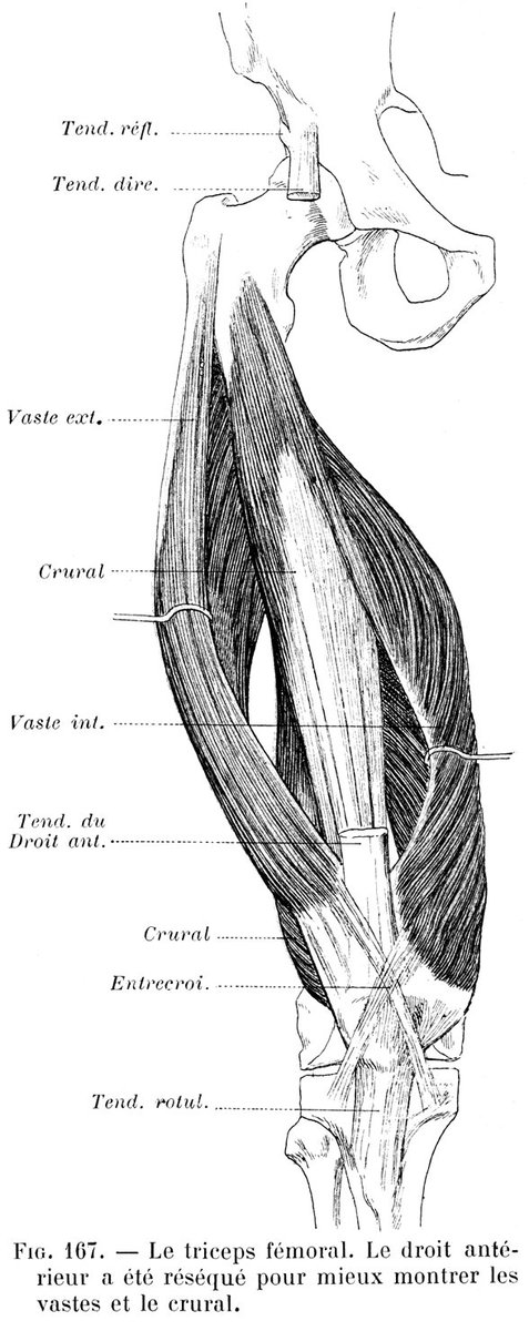 筋は、僧帽筋などよほどの表在筋でない限り、付着部が隣接する筋腹の下に潜り込んでいるか、その上を別の筋腹が覆っている。 
