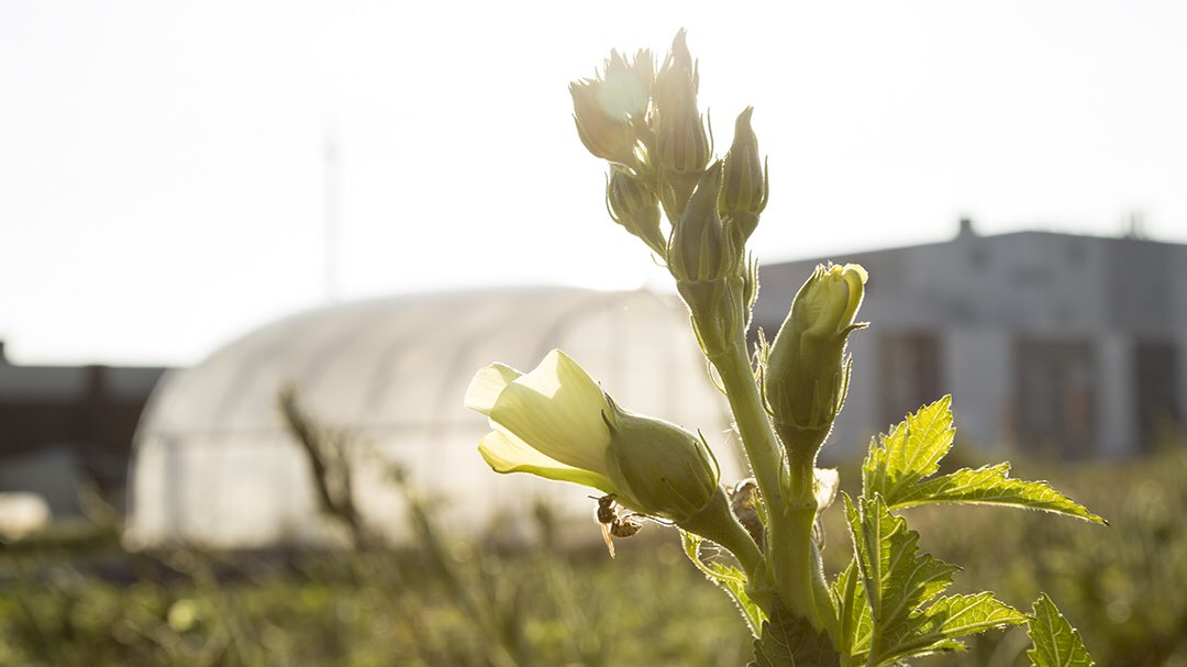 cathyunfiltered's tweet photo. @bistro_67 is taking #fieldtofork to a whole new level on Aug 18th with Feast of the Fields! Food, beverage, live music and great friends - the ingredients for a great night! Go to https://t.co/uIi60Kk53b to purchase your tickets. 📷: @bistro_67 #feastofthefields https://t.co/T7LfzKSXUe