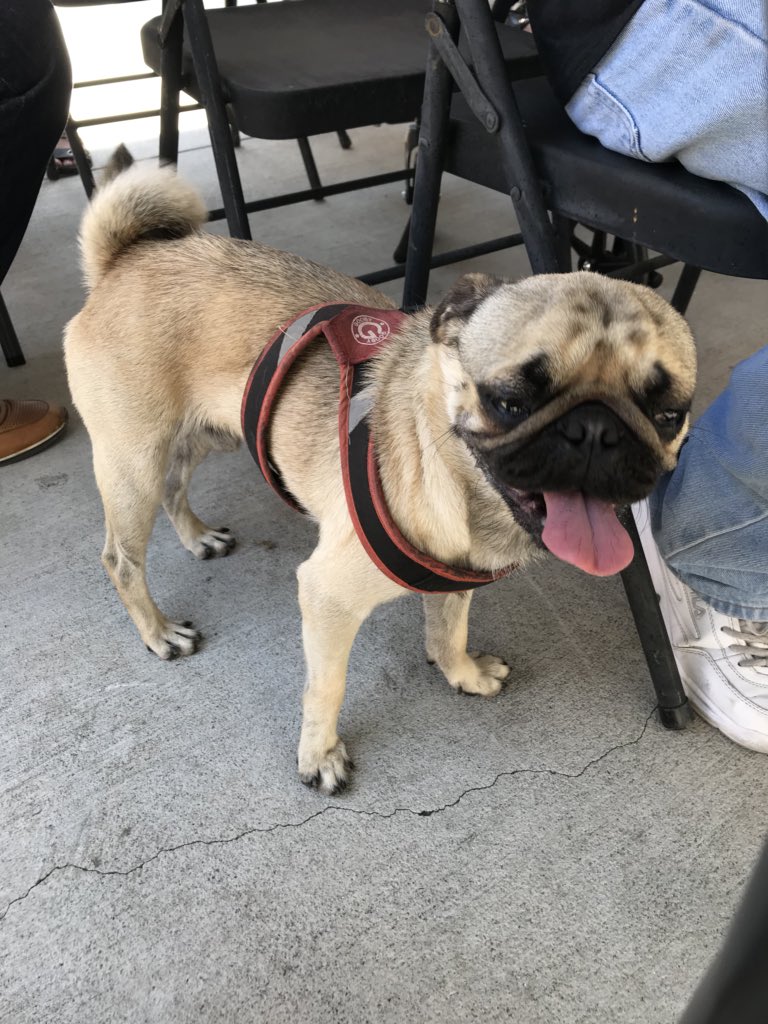 happy fourth! there’s a pug at the bbq (,: