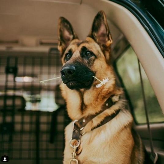 DogZoneofficial's tweet photo. Amazing Shoot!!!!
•
@dogzoneofficial
.
#germanshepherd #gsd #gsdlove #germanshepherddog #gsdpuppy #forevergermansheps #gsdlover #gsdpage #gsdloverss #germanshepherds #shepherd #pnwgsdpack #pupsofwhidbey #thegermanshepherdworld https://t.co/twCu9G943G