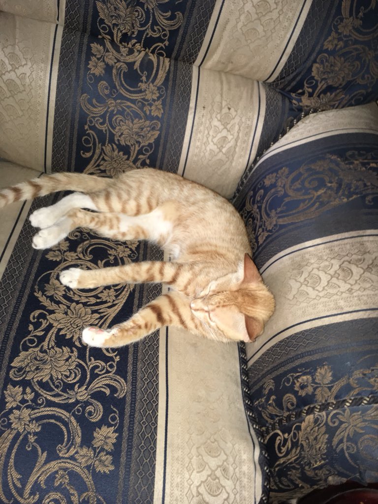 Nice cat 🐈