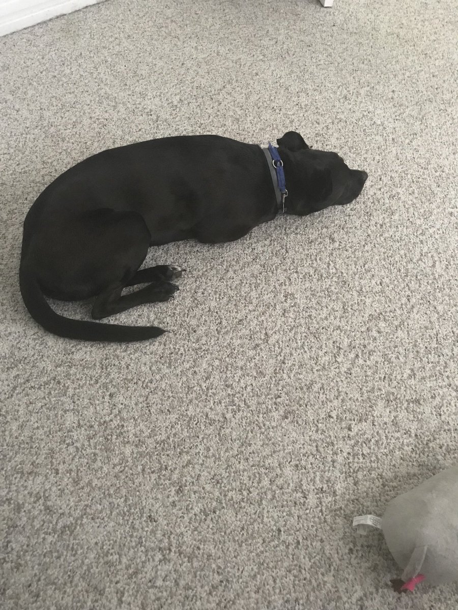 DynamicDuda338's tweet photo. My dog Alfie.... always at my feet while I work... Yes. I am working. Holiday? Yep. Management of time. Working on it. #WorkInProgress. #Smiling #RatherBePlaying #LifeGoals #njed #sped #IndependenceDay2018 #iLovePeriod @Principal_H #wondertwins https://t.co/bCI3QBqgzu