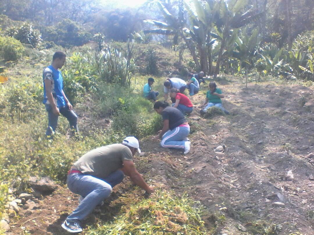 Rigomos's tweet photo. El sector Santa Maria del municipio Juan Vicente Campo Elías recibe formación sobre Producción de hortalizas en Áreas Urbanas con MTP del Programa Agrícola de @IncesTrujillo7 https://t.co/ktyyiX5nEv