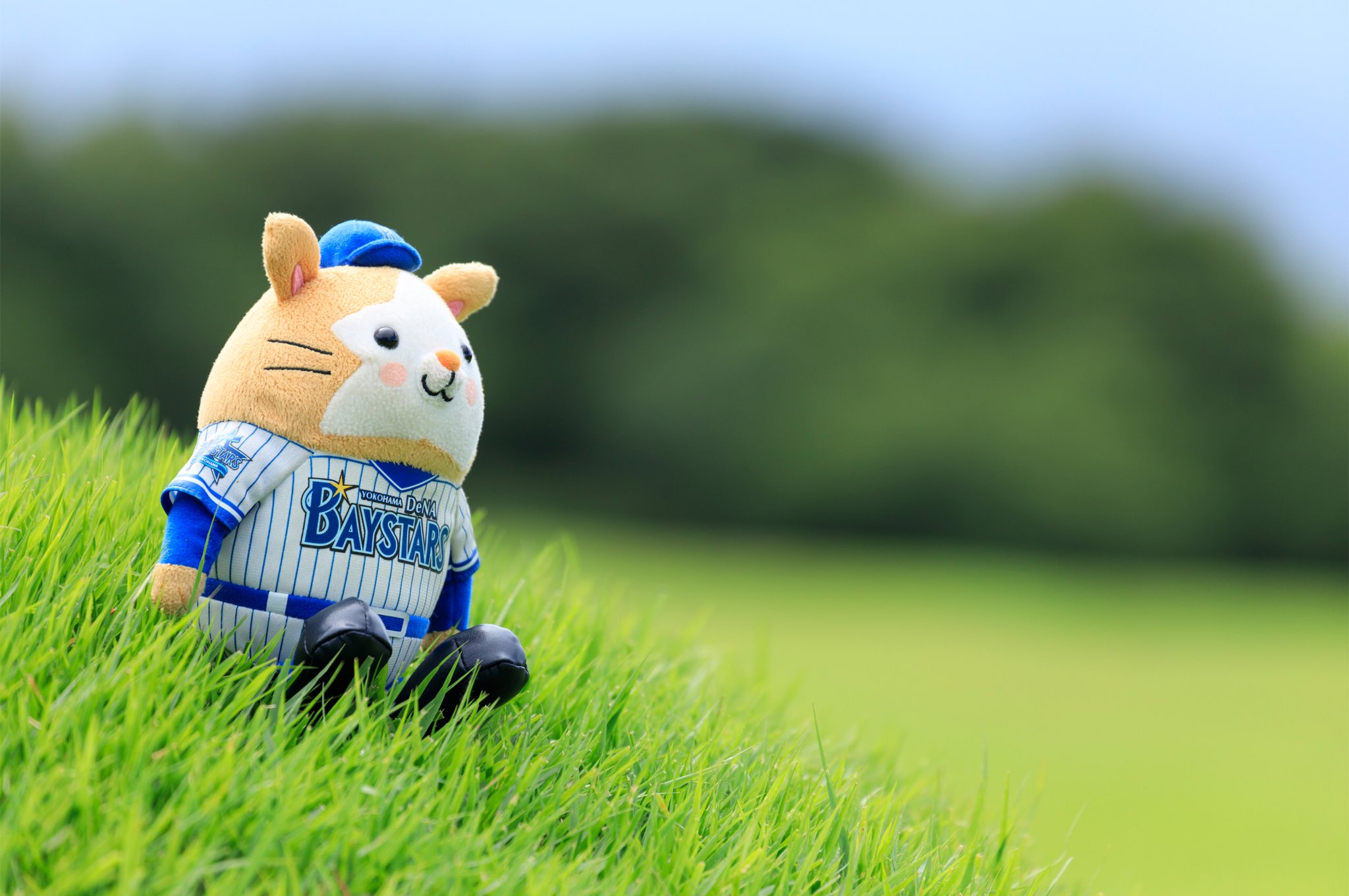تويتر クマ على تويتر スターマン Baystars ベイスターズ 横浜優勝 壁紙 ベイファンの姉のためにスターマンのぬいぐるみを撮影してみました せっかくなので 気に入ってもらえたら持っていってくださーい T Co Dkfxonrwnu