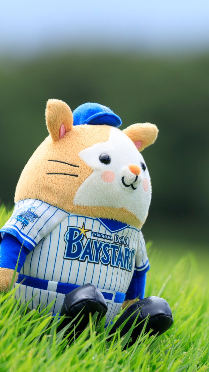 クマ スターマン Baystars ベイスターズ 横浜優勝 壁紙 ベイファンの姉のためにスターマンのぬいぐるみを撮影してみました せっかくなので 気に入ってもらえたら持っていってくださーい