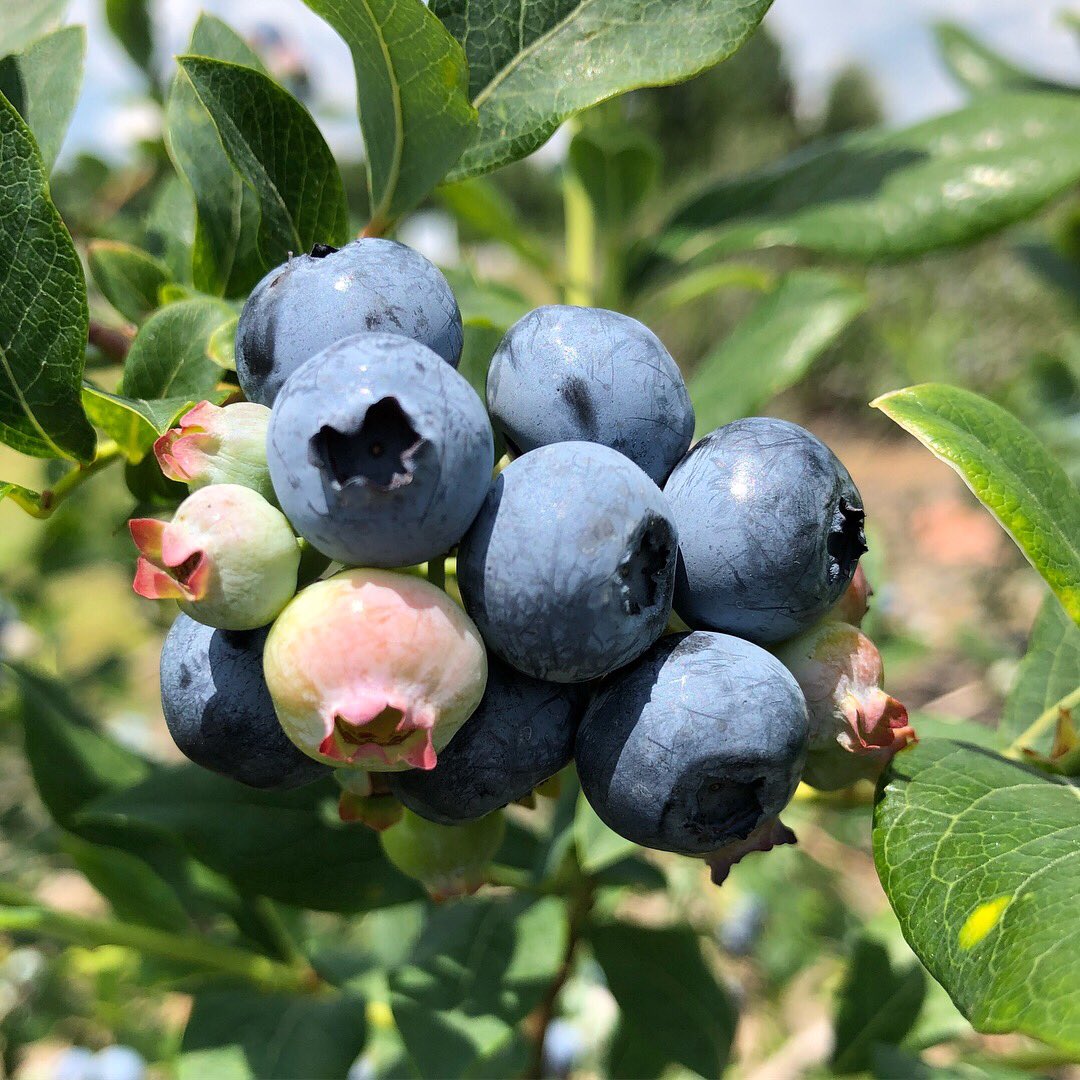 Blueberry_Store's tweet photo. Blueberry season is here! True Blue Country Store &amp; U-Pick are officially open! M-Sun 8-7. https://t.co/dG1wM5DZOc