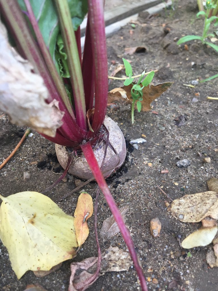 SWGreenRoom's tweet photo. @suttons_seeds Hi. Help required please! I planted a batch of your rainbow beetroots and some look like they are ready to harvest. What do you think? Should I wait until they are bigger? I read that they will taste woody if left too big. Don't want that! Any help appreciated. https://t.co/EDPmGm3Q5S