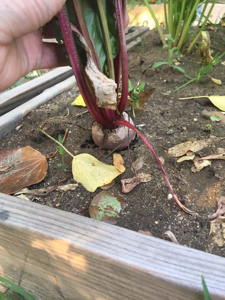 SWGreenRoom's tweet photo. @suttons_seeds Hi. Help required please! I planted a batch of your rainbow beetroots and some look like they are ready to harvest. What do you think? Should I wait until they are bigger? I read that they will taste woody if left too big. Don't want that! Any help appreciated. https://t.co/EDPmGm3Q5S