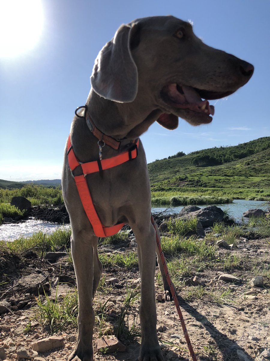 Bluebeamburgers's tweet photo. Devils Tower burger. 2018 family road trip! Omaha, Laramie Wy, Salt Lake City, Jackson Wy, Yellowstone Mt, Devils Tower, Black Hills, Bad Lands, Sioux Falls, Home!! #DogRescue #Weimeraners https://t.co/3spc2j926G