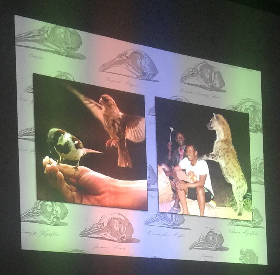 PubSci's tweet photo. A rather sobering reminder that the natural world is shrinking and human environments are growing. The animals that can adapt to interact with us will have a better chance of making it. #PubSci @KatrinavanGrouw https://t.co/Z40zfHm1vi