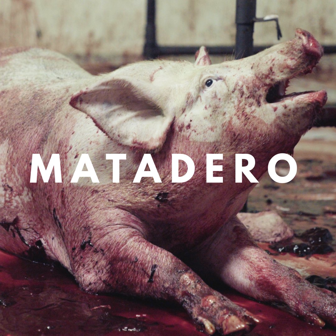 IgualdadAnimal's tweet image. El infierno existe y tiene nombre: MATADERO

#NoAlMaltratoAnimal