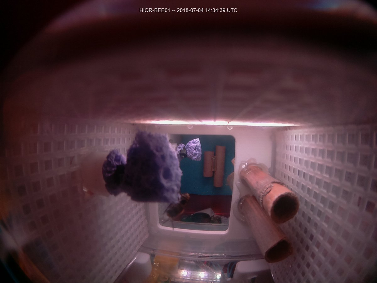 HigherOrbits's tweet photo. One of the #GoForLaunch on @Space_Station bees has emerged! Itβs a little like "Whereβs Waldo" in this pic but can you find the π? Video should be downlinked soon as well. Stay tuned! #BeesInSpace #SpaceInspires #ScienceInSpace #STEM #TeamNESS @space_tango https://t.co/fERR5suTDq