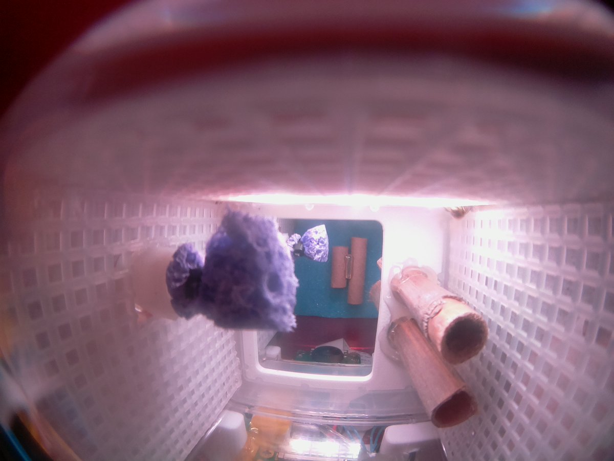 HigherOrbits's tweet photo. One of the #GoForLaunch on @Space_Station bees has emerged! Itβs a little like "Whereβs Waldo" in this pic but can you find the π? Video should be downlinked soon as well. Stay tuned! #BeesInSpace #SpaceInspires #ScienceInSpace #STEM #TeamNESS @space_tango https://t.co/fERR5suTDq