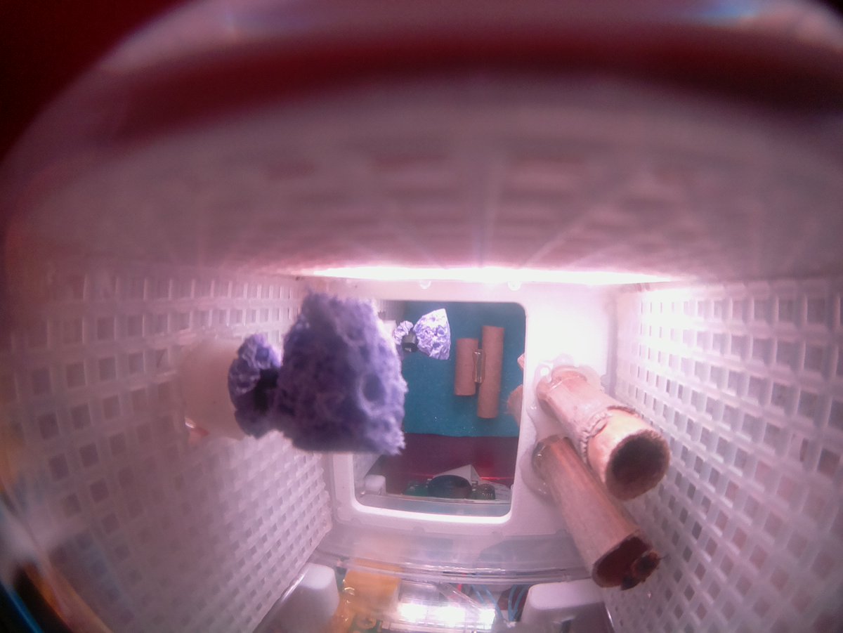HigherOrbits's tweet photo. One of the #GoForLaunch on @Space_Station bees has emerged! Itβs a little like "Whereβs Waldo" in this pic but can you find the π? Video should be downlinked soon as well. Stay tuned! #BeesInSpace #SpaceInspires #ScienceInSpace #STEM #TeamNESS @space_tango https://t.co/fERR5suTDq