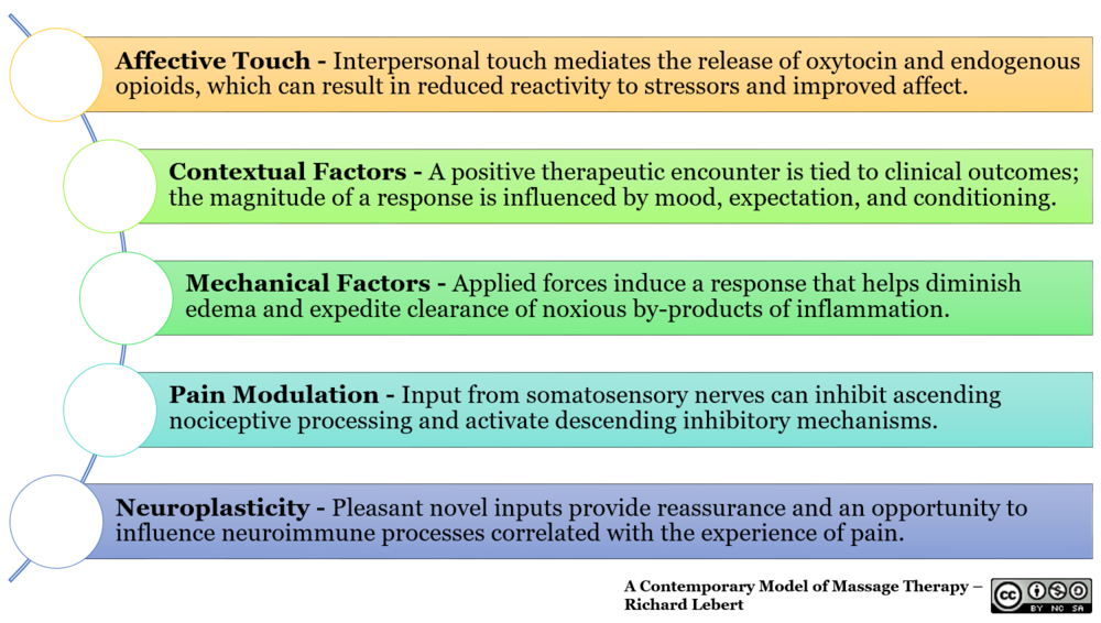 3bscientific's tweet photo. Having #massagetherapy is great for general aches and pains, but why?
Here are 5 science backed ways massage makes you feel better  via @adaptivetherapy 
https://t.co/heXo18i9xC https://t.co/nw5cfE7fvK