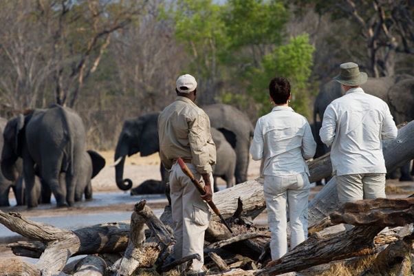 Destination_Zim's tweet photo. The new revamped Little Makalolo, one of the original #bushcamps in #Hwange National Park #VisitZimbabwe https://t.co/w6OwWvwKMD