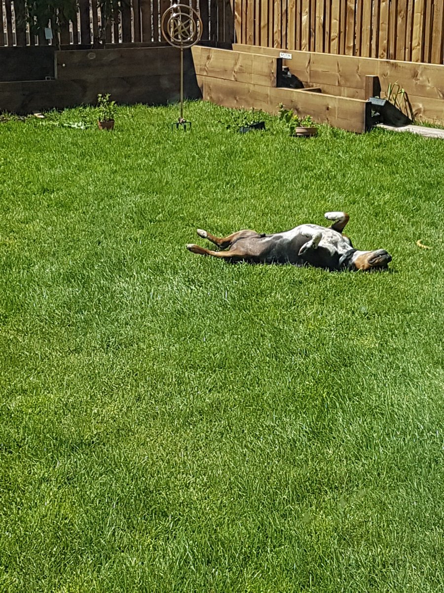 TheStofflet's tweet photo. Pup pool party today! He's been having a lovely time dooking for toys and apples! #adoptdontshop #rescuestaffies https://t.co/OPKzihjMWr