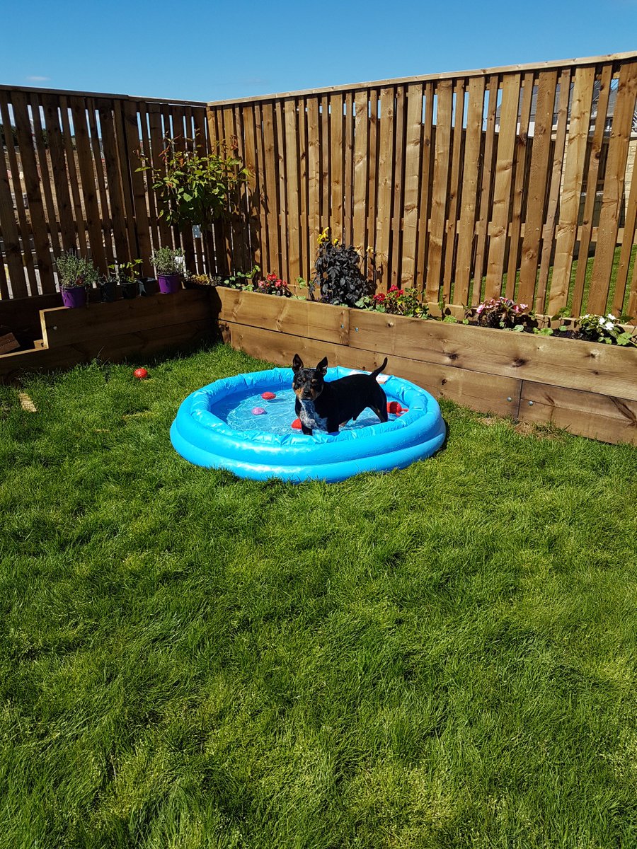 TheStofflet's tweet photo. Pup pool party today! He's been having a lovely time dooking for toys and apples! #adoptdontshop #rescuestaffies https://t.co/OPKzihjMWr