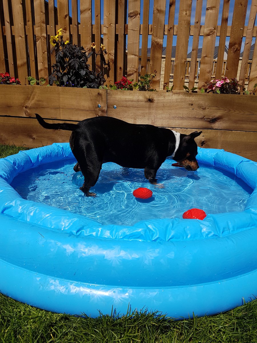 TheStofflet's tweet photo. Pup pool party today! He's been having a lovely time dooking for toys and apples! #adoptdontshop #rescuestaffies https://t.co/OPKzihjMWr