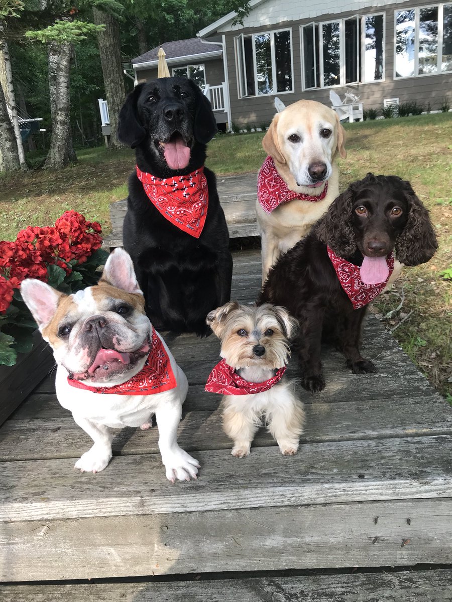 Raven and her friends wish you all a happy 4th of July!  <a href="/kare11/">KARE 11</a> #MNBound