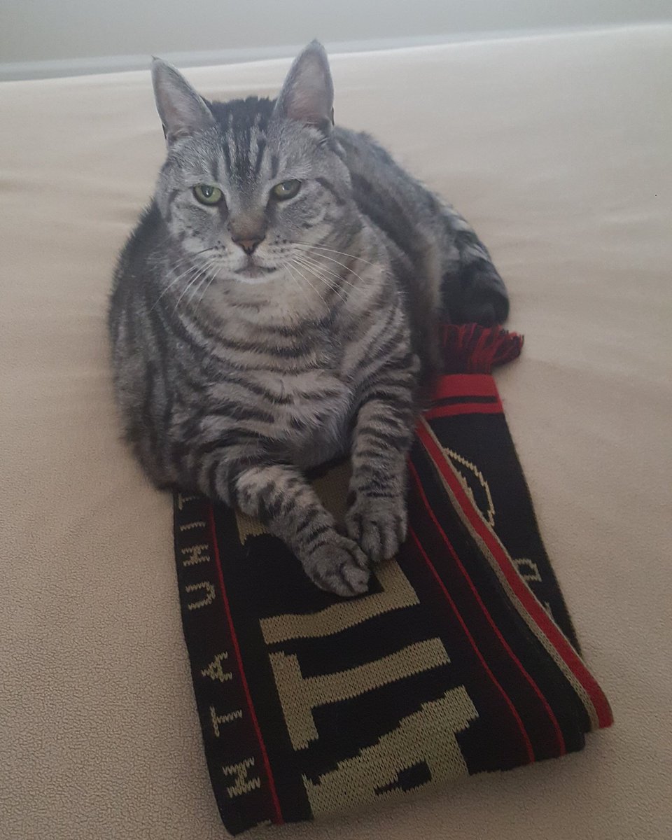 PewPatti's tweet photo. Happy 15th Birthday shout out to my big boy, Thomas Jefferson! #4thofJuly #cuddlebuddy #tenderhearted #UniteAndConquer @ATLUTD https://t.co/3pekrh8T0F
