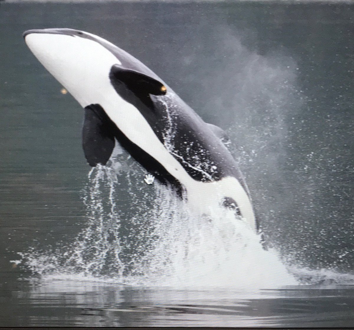 OceanMagicPro's tweet photo. Happy 4th from Chatham Straits, Alaska. #docwhitephotography #BAJA2BERING #oceanmagicproductions #orcawhales #alaska #teamorca #killerwhales #whaledolphin conservation #americancetaceansociety #oceanmagicpro #tonyfleming #flemingyachts #Venture #hellyhansen #FeelAlive #NIKON https://t.co/niSvxFcCzA