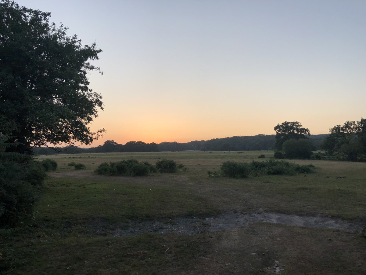 craigwoodman98's tweet photo. With views like this who can honestly say doing this job is a chore 😍 #Watering #NewForest #LateEvening #ForestCourse https://t.co/d39aYuOzMY