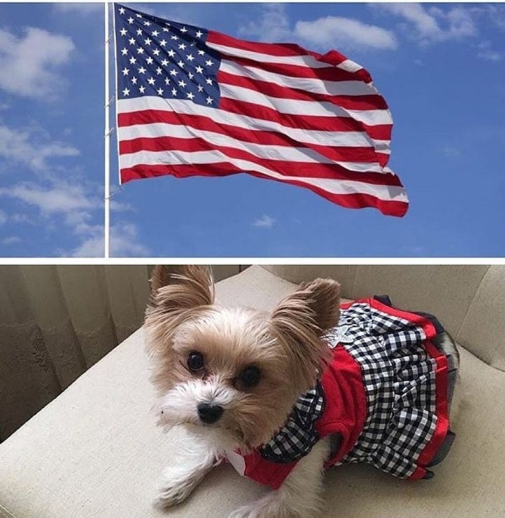 simplepetlove's tweet photo. Happy 4th of July with the FABULOUS @zoey_girl1313 😍🇺🇲🎆🎇🎉😘🐶🐾 #4thofjuly
#petfeatures https://t.co/SxaOrMRdtV