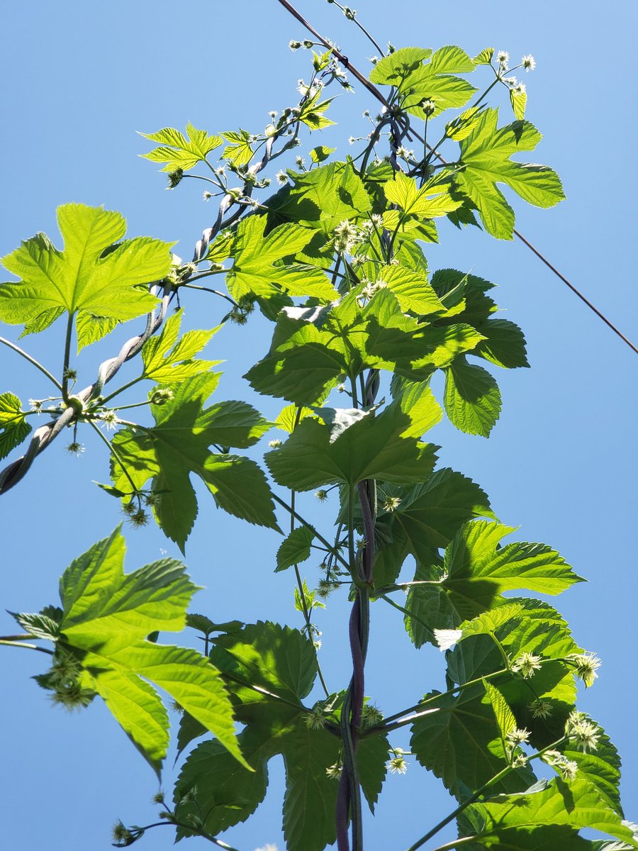 Chillindamos's tweet photo. Hoppy Independence Day! Hops have prevailed after a strong rabbit invasion. While damage continues to be prevalent, I think I'll still get a fair yield this season. #igrowhops #homebrew #quafforg https://t.co/iFwUVOS0Vn