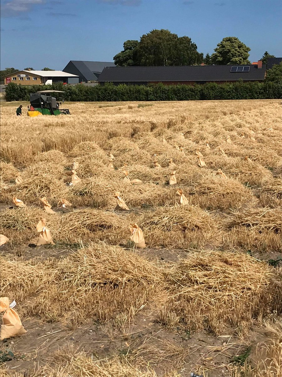 First day of the #Winterbarley harvest <a href="/PlantBreedFarm/">PlantBreedFarm</a> 
Lots of small bags of grain to collect. 
#harvest2018 #høst2018 #Plantbreeding #EmbracingNature #PlantBreedingDK