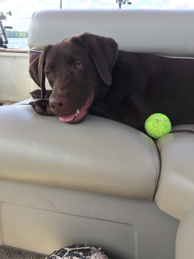 kayrb3's tweet photo. Who knew i could miss my pup this much https://t.co/n7Qn5AOLmY