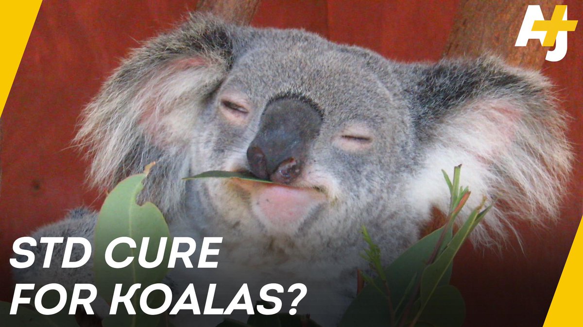 Aj On Twitter Koalas Are Threatened By A Sexually Transmitted