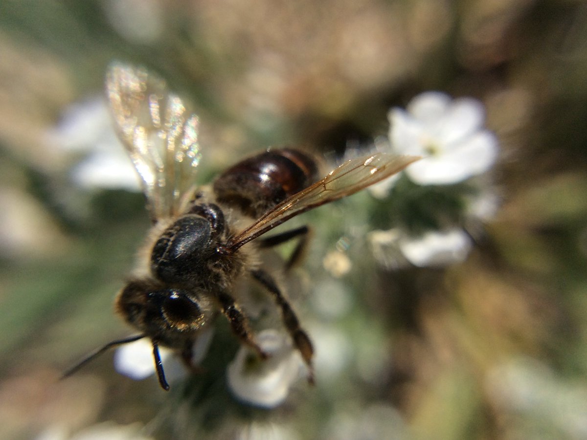 Warner_Springs's tweet photo. Tiny Cryptantha wildflowers covered with prickly hairs seen today during the #hike in a dry creek. Chihuahua Valley, California. #cryptantha #wildflowers #canativeplants #nativeplants #flowers #pollinators #bees #hiking #getoutdoors https://t.co/FxaKcdsvBA