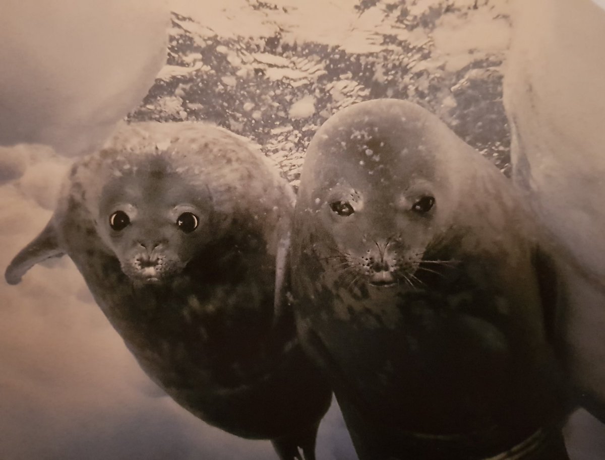 Adam Noble (@albertplace) on Twitter photo If you've ever enjoyed a documentary involving water, ice and wildlife then <a href="/DougAllanCamera/">Doug Allan</a> probably filmed it. Fantastic tonight at the #Ashbournefestival #BluePlanet2 #PlanetEarth <a href="/davidattenburro/">David Attenborough</a> @kazhyg Thank you and can't wait to delve into your book #freezeframe If you've ever enjoyed a documentary involving water, ice and wildlife then <a href="/DougAllanCamera/">Doug Allan</a> probably filmed it. Fantastic tonight at the #Ashbournefestival #BluePlanet2 #PlanetEarth <a href="/davidattenburro/">David Attenborough</a> @kazhyg Thank you and can't wait to delve into your book #freezeframe