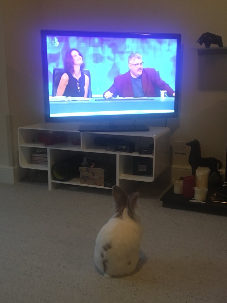 SPass171's tweet photo. @susie_dent, you’ve got a new fan... @8Outof10Cats #rabbitlife #countdown https://t.co/t3G1Jdqtbi