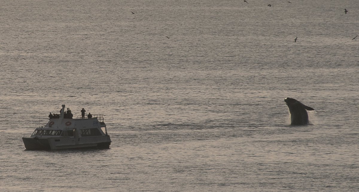 What a special sight this morning out the Council office windows!  #WhaleWatch