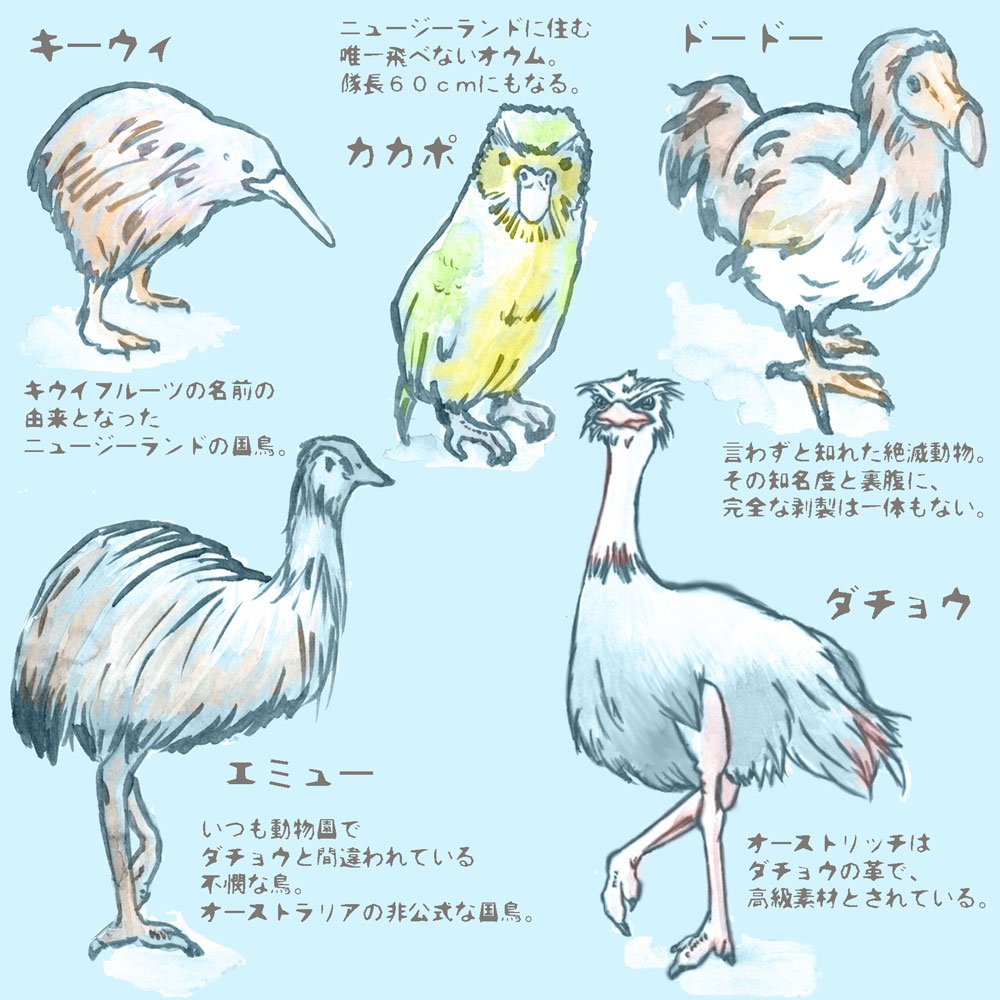 佳ゐ בטוויטר 飛べねえ鳥は ただの鳥だ イラスト キーウィ カカポ ドードー エミュー ダチョウ