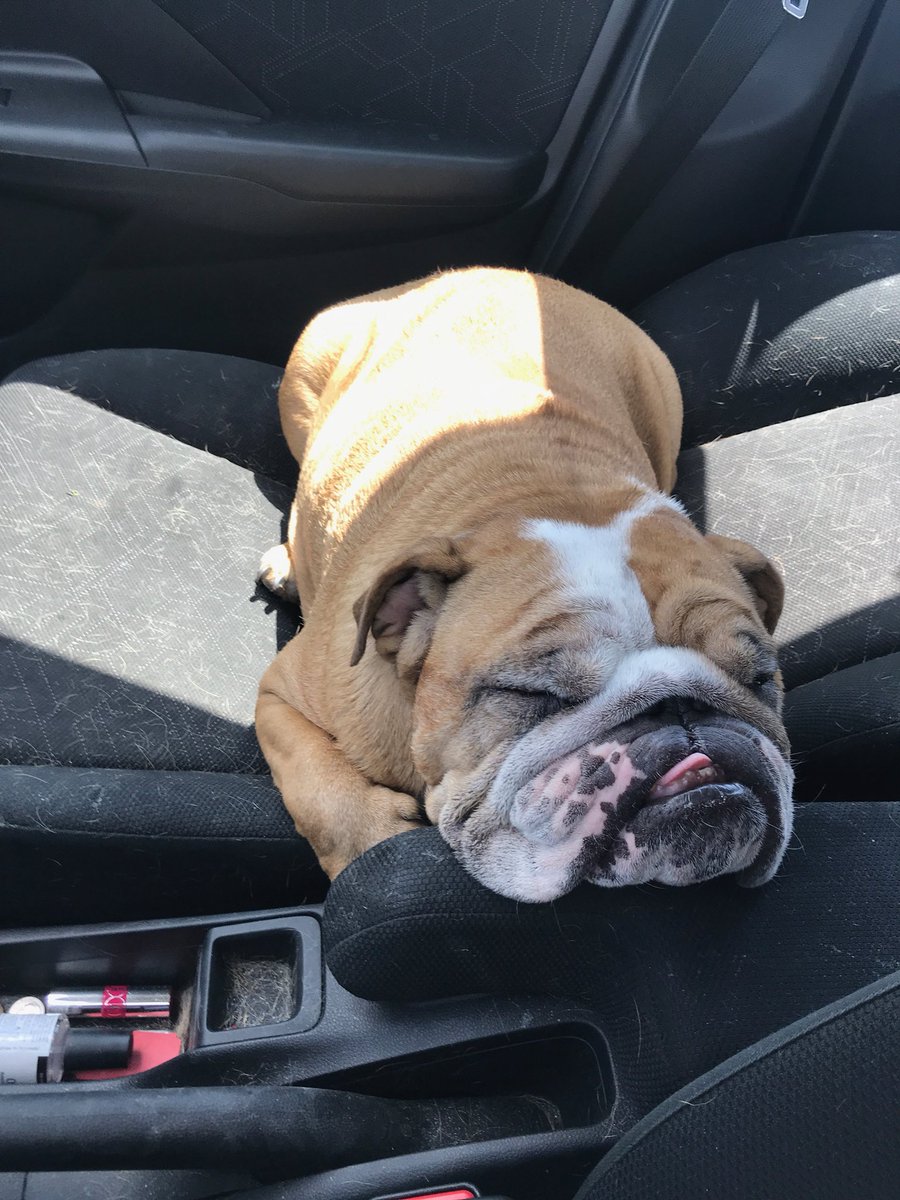 PennyFHurt's tweet photo. But they are working me so hard! Supervising is exhausting! #bulldoglife #napqueen https://t.co/3ri41jyLgY