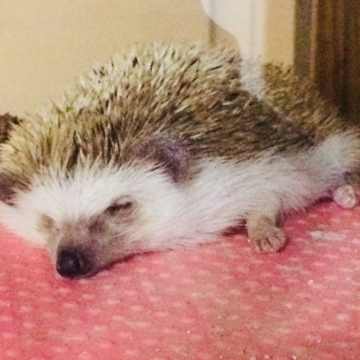 ハリネズミのぺこ Peco Heghog Twitter