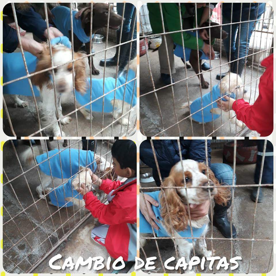 CausaSumados's tweet photo. Amigos. Muchos perritos en abandono para adoptar en canil de parque coll #laserena 🐶💖Tienen mucho amorcito para dar. Adopciones de lunes a viernes de 9 a 5. Voluntariado lunes miércoles y viernes de 3 a 5. Súmate! Adopta! 🙏🌟🐶🐶 #AdoptaNoCompres https://t.co/SimXOQLieI