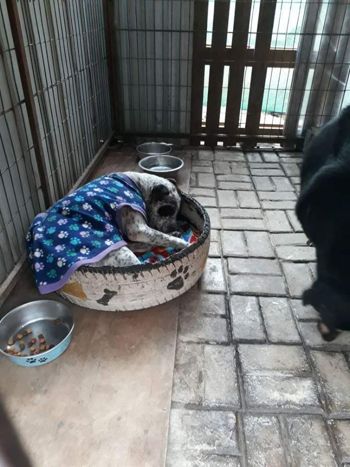 CausaSumados's tweet photo. Amigos. Muchos perritos en abandono para adoptar en canil de parque coll #laserena 🐶💖Tienen mucho amorcito para dar. Adopciones de lunes a viernes de 9 a 5. Voluntariado lunes miércoles y viernes de 3 a 5. Súmate! Adopta! 🙏🌟🐶🐶 #AdoptaNoCompres https://t.co/SimXOQLieI