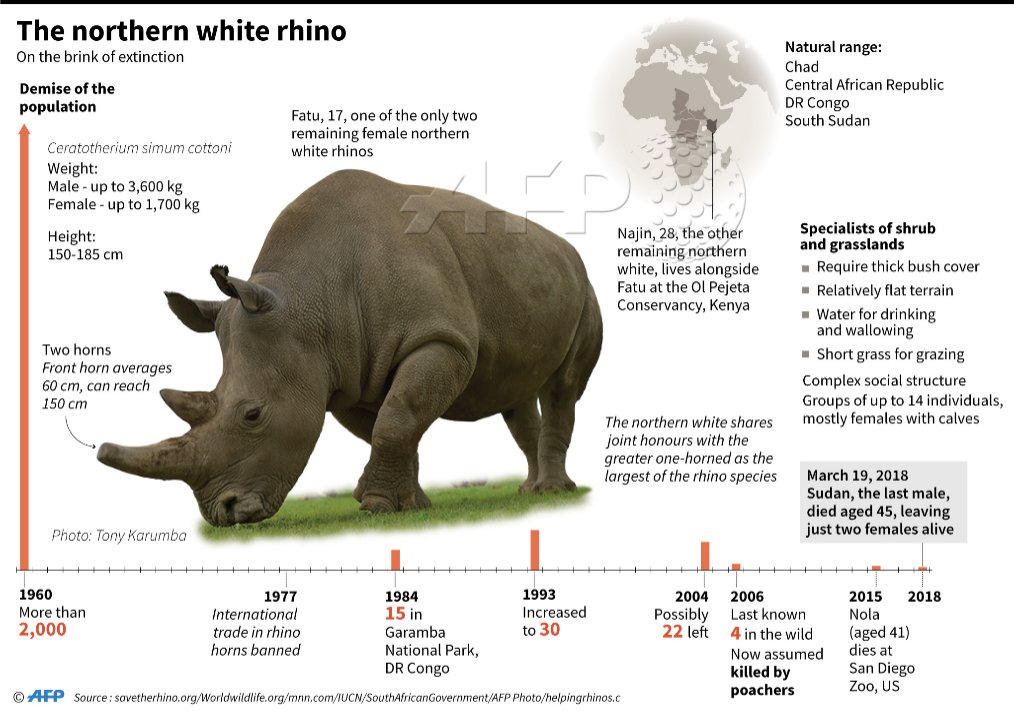 Months after the death of the world's last male northern white rhin