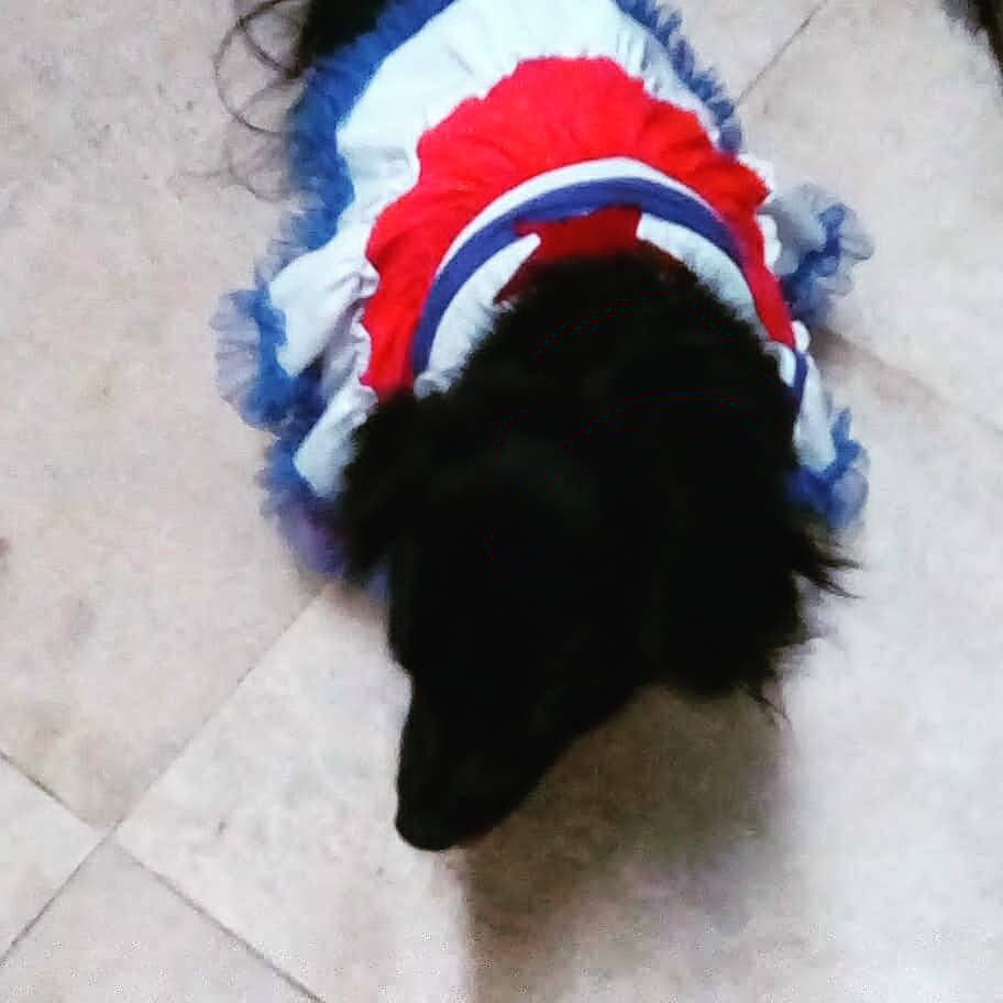 Rexys16's tweet image. Happy 4Th of July